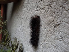 Lepidoptera