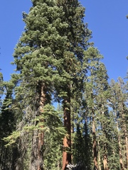 Sequoioideae