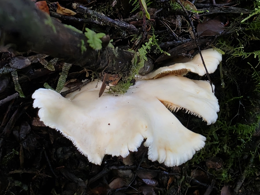 Hydnum crocidens · June 2025 · photo: © nicnation (iNaturalist, cc-by)