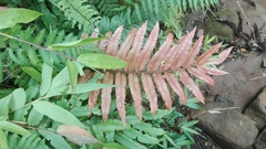 Blechnum cordatum
