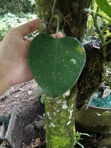 Foto de filodendro