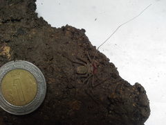 Paraphrynus mexicanus