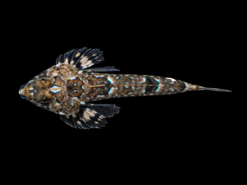 Reticulated dragonet (Callionymus reticulatus) — Callionymidae — 5