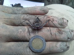 Paraphrynus mexicanus