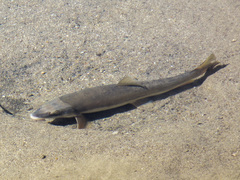 Catostomus catostomus