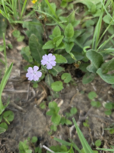 Wheatspike scalystem (Elytraria bromoides)