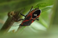 Lygaeus kalmii kalmii
