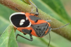 Lygaeus kalmii kalmii