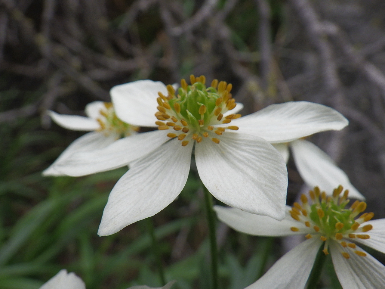 Anemonastrum biarmiense