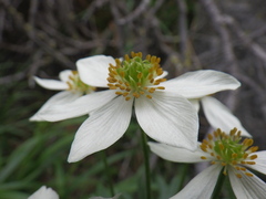 akimuzuk, CC0, iNaturalist via GBIF Anemonastrum biarmiense, photograph akimuzuk, CC0, iNaturalist via GBIF