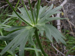 Anemonastrum biarmiense, photograph akimuzuk, CC0, iNaturalist via GBIF