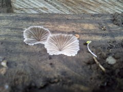Schizophyllum commune