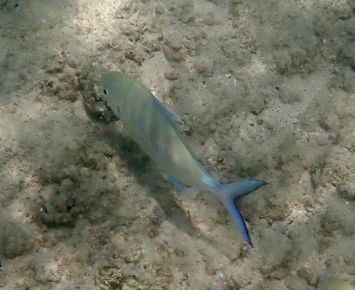 Carangoides ferdau, 2025-06-22