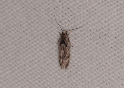 Sinoe robiniella photo 5