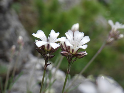 Bee's Uralensis (Gypsophila uralensis)