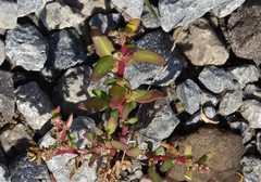 Oxybasis glauca glauca