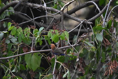 Granatina ianthinogaster