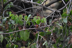 Granatina ianthinogaster