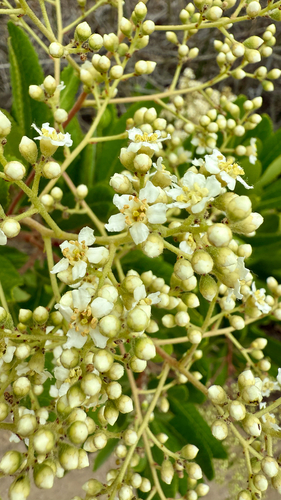iNaturalist observation photo of Toyon