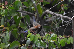 Granatina ianthinogaster