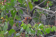 Granatina ianthinogaster