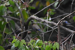 Granatina ianthinogaster