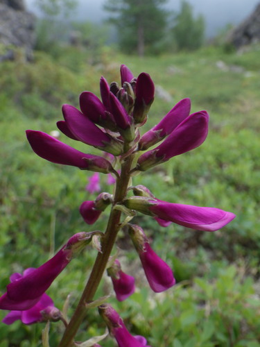 Hedysarum arcticum