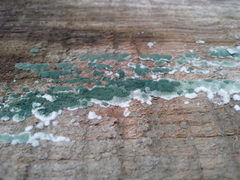 Fungi