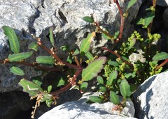 Oxybasis glauca glauca