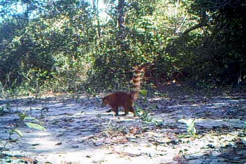 South American Coati