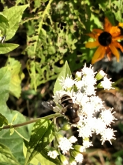 Eristalis dimidiata