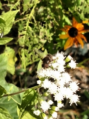 Eristalis dimidiata