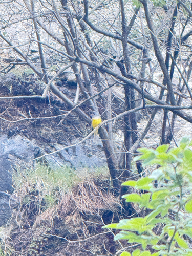Grey-headed Canary-Flycatcher