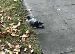 Columba livia domestica
