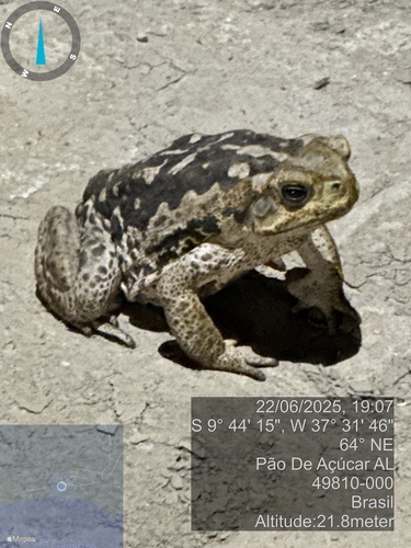 Cururu Toad