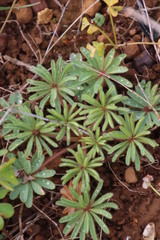 Oxalis tomentosa