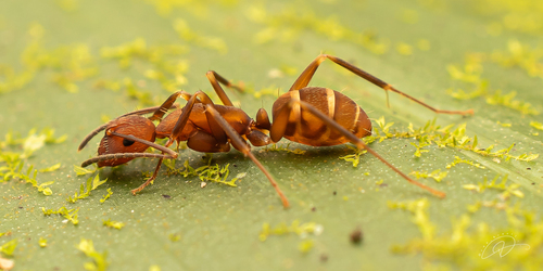 Camponotus coriolanusCamponotus coriolanus