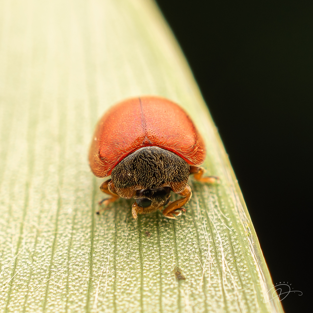 Chnoodes pseudosanguinea