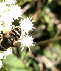 Eristalis dimidiata
