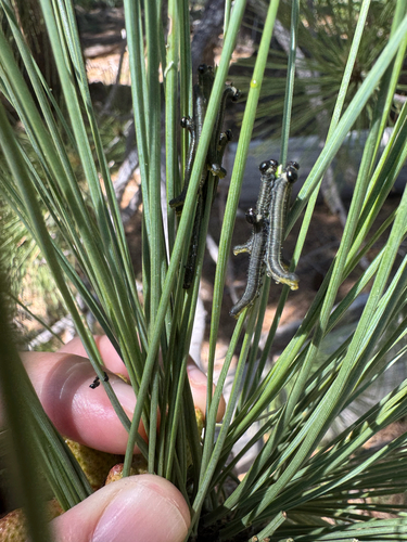 iNaturalist observation photo of Conifer Sawflies