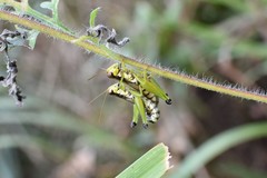 Melanoplus gracilis