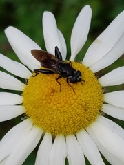 Chalcosyrphus piger