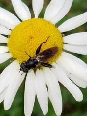 Chalcosyrphus piger