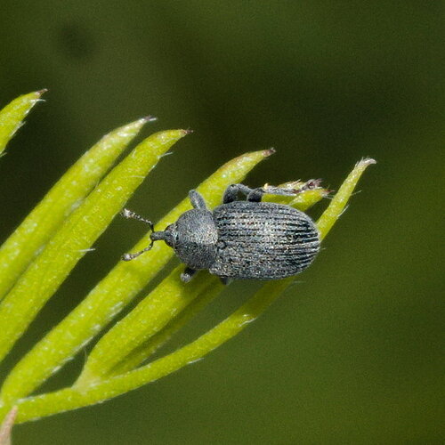 Weevil