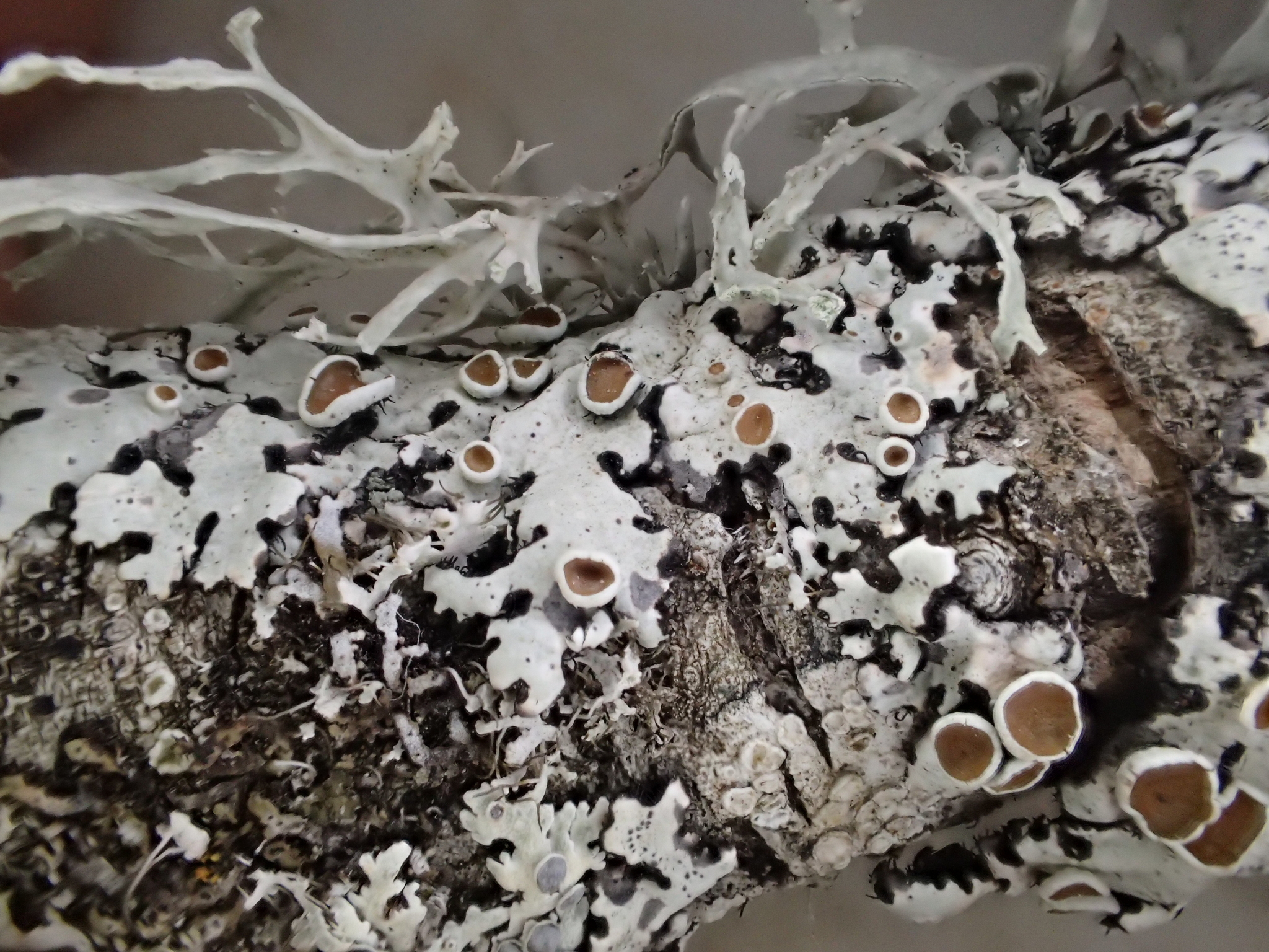 Parmelina coleae image