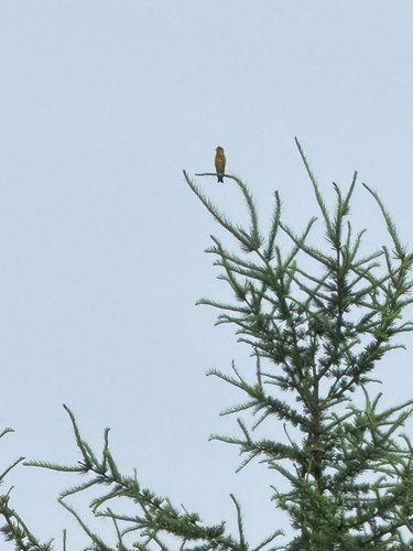 Oriental Greenfinch