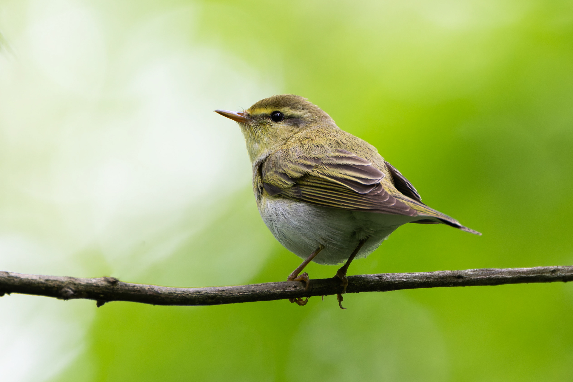 Wood Warbler (Phylloscopus sibilatrix)