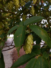 Carpinus japonica