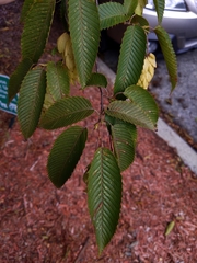 Carpinus japonica