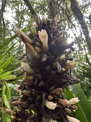 Guzmania mitis, photograph (c) Nicolás Baresch Uribe, some rights reserved (CC BY)